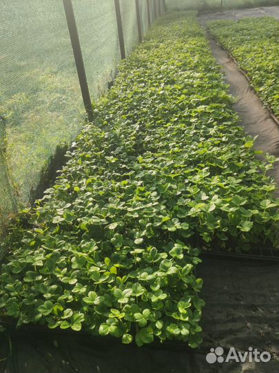 Рассада клубники Азия +,Альба, Мурано-ремонтант