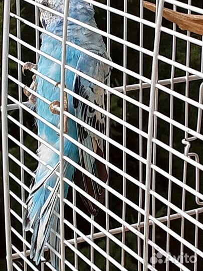 Птенцы волнистый попугай