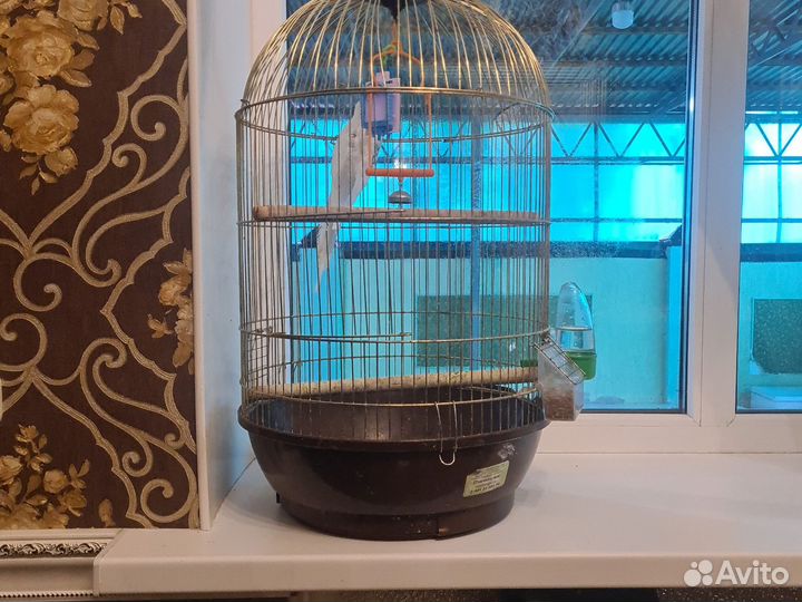 Попугай кореша с клеткой