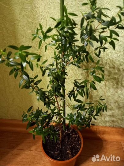 Мирты (2 вида) Спатифиллум Джемини