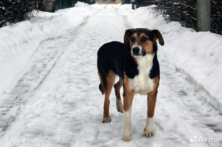 Собака в добрые руки