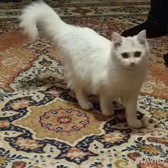 Кошечка в добрые руки