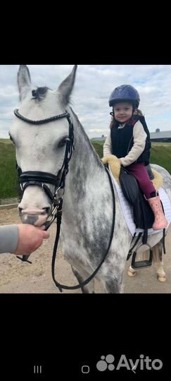 Продам уэльскую пони кобылу