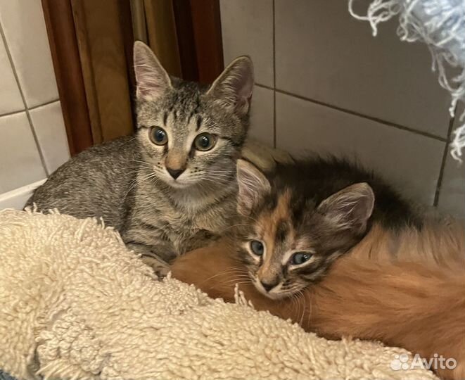 Невероятно красивые котята - в добрые руки