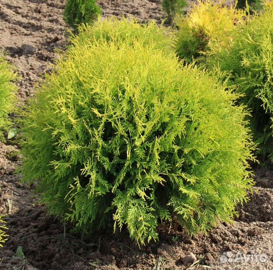 Туя Фаер Чиф,Голден Таффет,Мириам