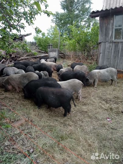 Вьетнамск вислобрюхий поросенок