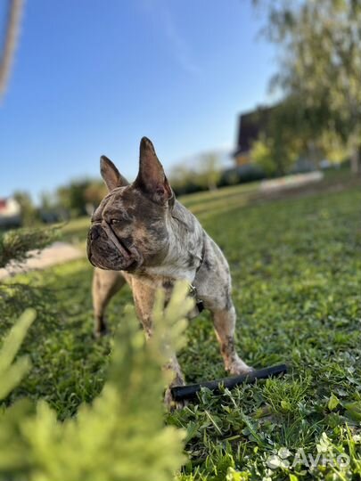 Вязка Французский Бульдог