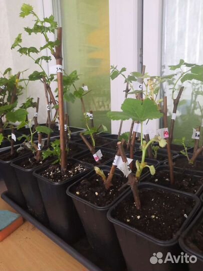 Пророщенные саженцы Винограда в Калуге