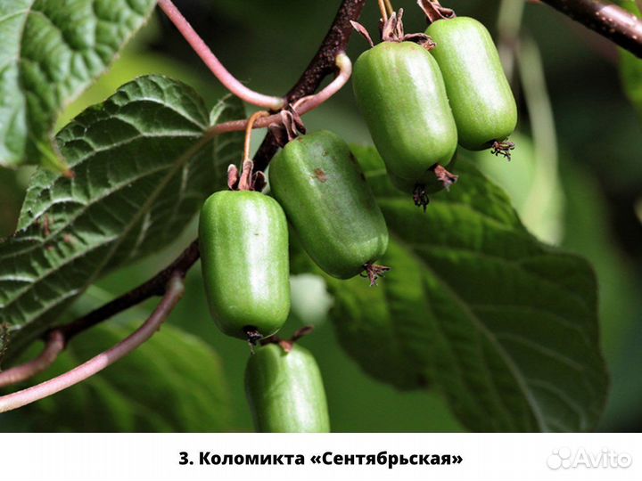 Саженцы Актинидии (русское киви)