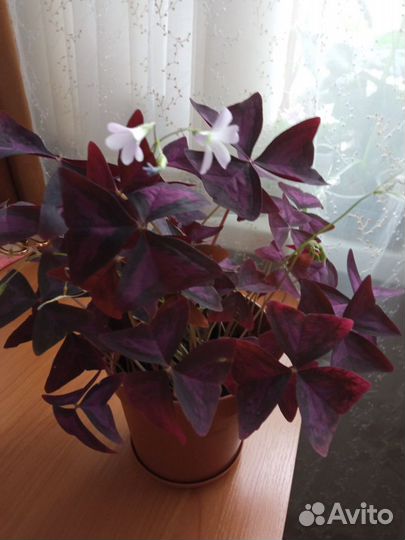 Комнатные растения цветы