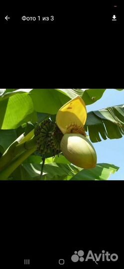 Банановая пальма бронь на июнь