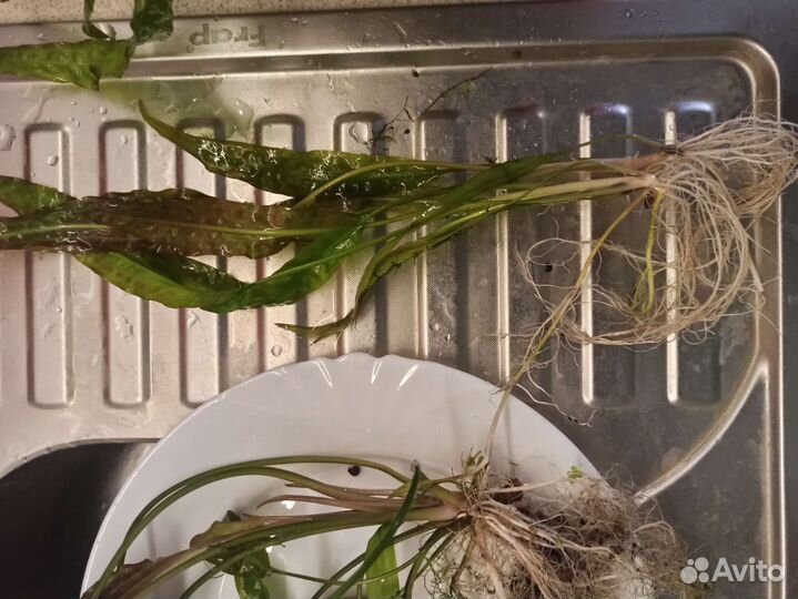 Криптокорина апоногетонолистная