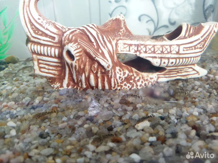 Сомики анциструсы