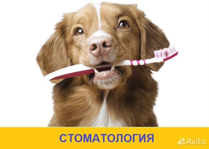 Врач-ветеринар. Выезд на дом круглосуточно