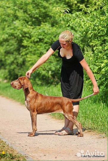 Услуги профессионального хендлера