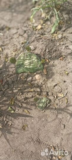 Кактус уличный морозостойкий с желтыми цветами