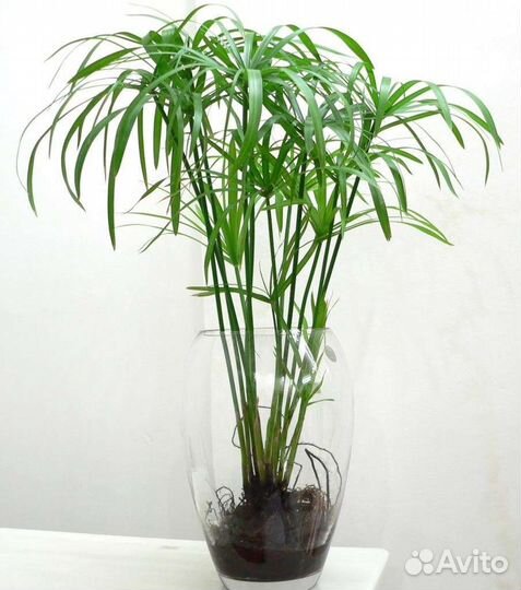 Комнатные растения Диффенбахия Циперус и другие