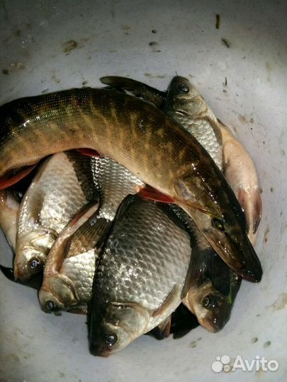 Рыбалка на р. Свирь, дом, отдых ленинградской обл