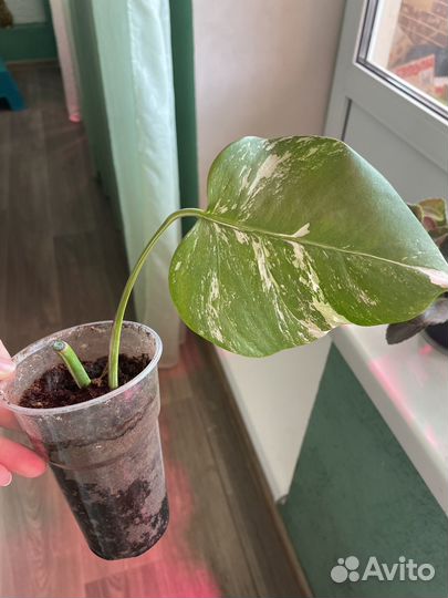 Монстера вариегатная альба черенки