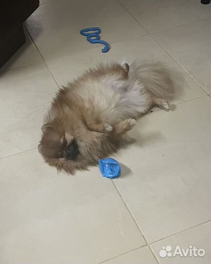 Мини шпиц девочка