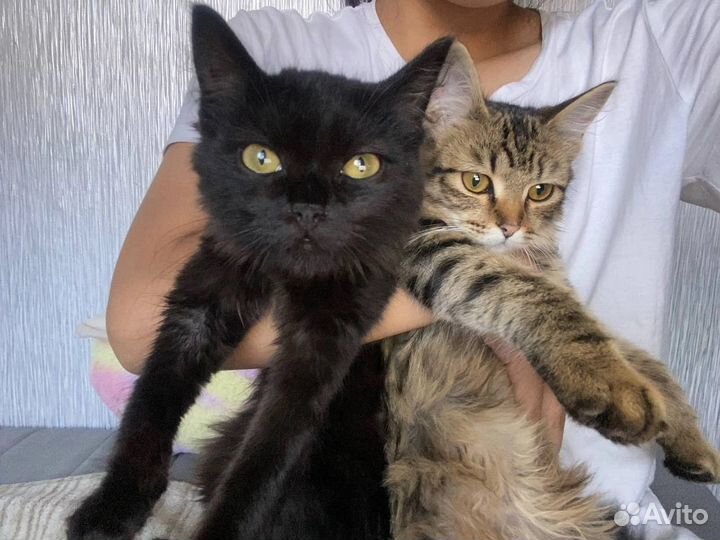 Котята в добрые руки бесплатно