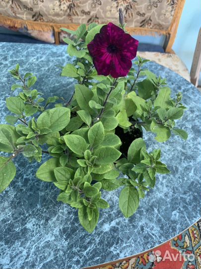 Рассада петунии тайдал