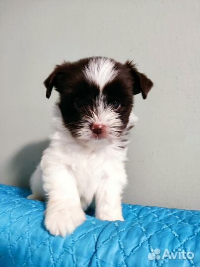 Цветные йорки,мальчики