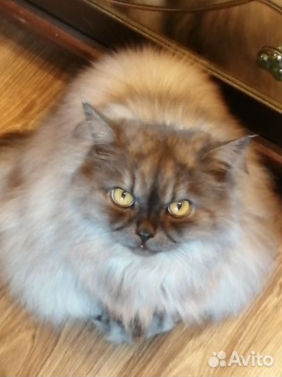 Пух /шерсть кошки