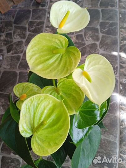 Антуриум Vanilla/Ванилла