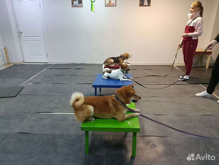 Вязка Сиба ину