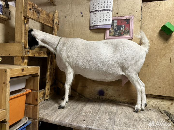 Козы козочки козлы Англо-нубийские камерунские