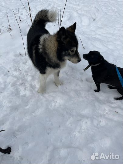 Собака в добрые руки