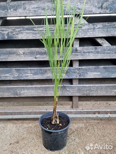 Пальмы бутия,хамеропс,сабаль,финик,вашингтония др