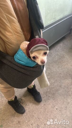 Домашняя передержка для собак