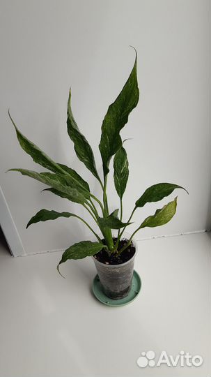 Спатифиллум Джемени