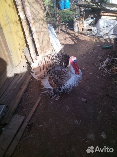 Индюшиное яйцо для инкубатора