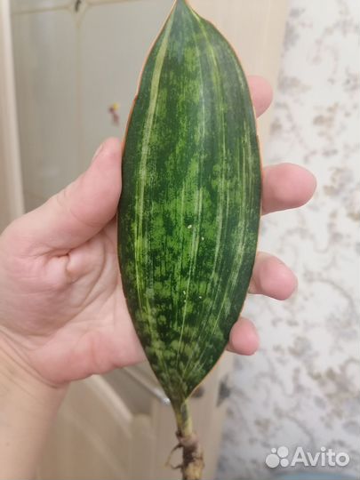 Сансевиерия Macrofilla Variegated редкая