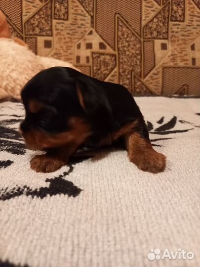 Йоркширский терьер щенки