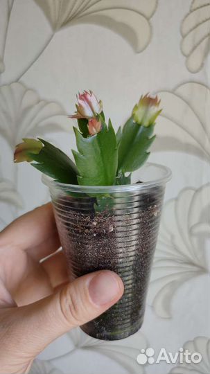 Декабрист шлюмбергера белый