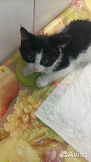 Кошки в добрые руки бесплатно