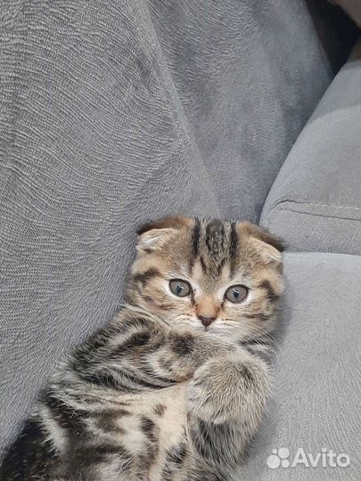 Шотландский котенок (девочка)