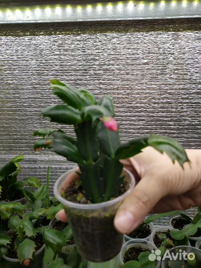 Декабрист красный