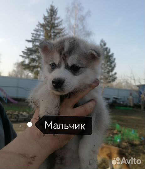 Щенки хаски