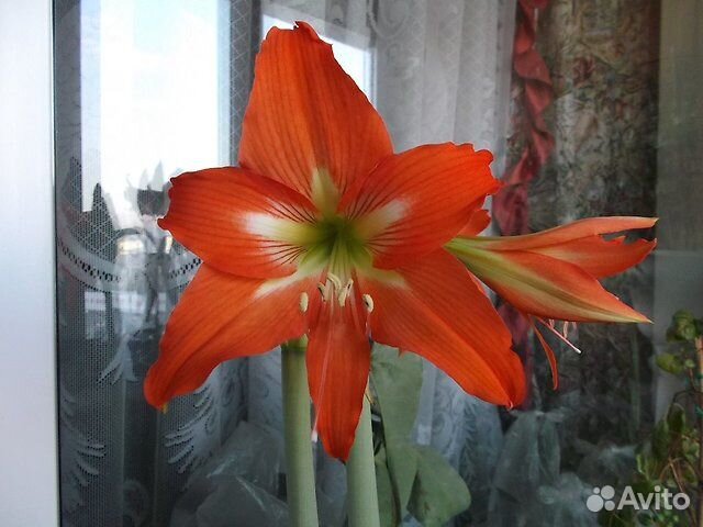 Гиппеаструм