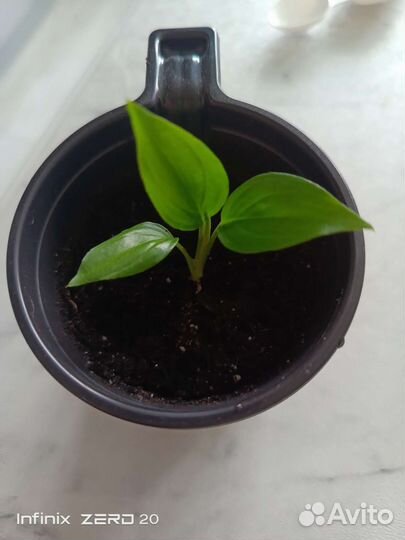 Спатифиллум