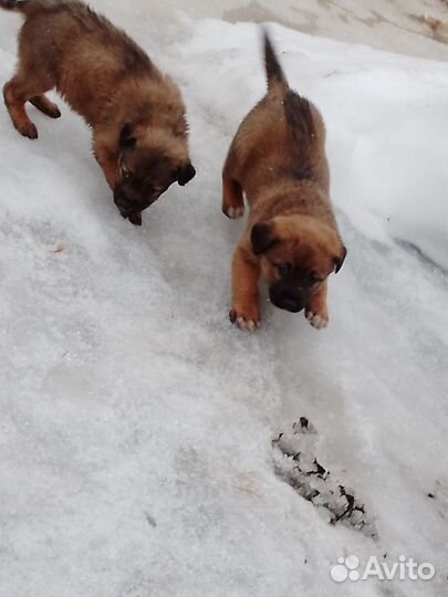 Отдам щенят в добрые руки породистые остался один