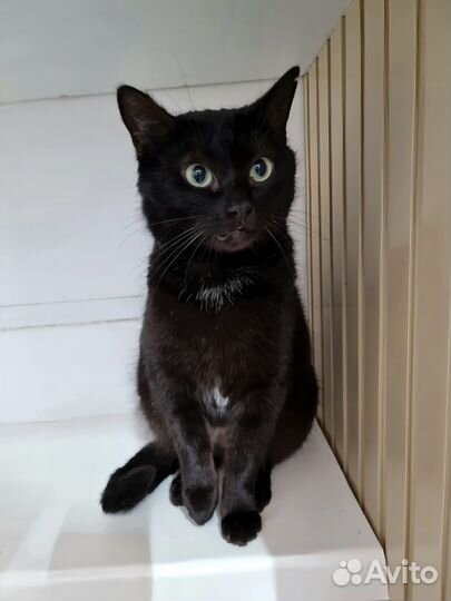 Отдам кошечку Ронду