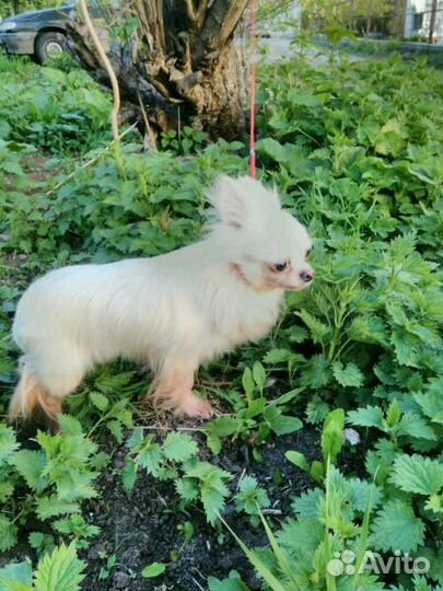 Женихи чихуахуа