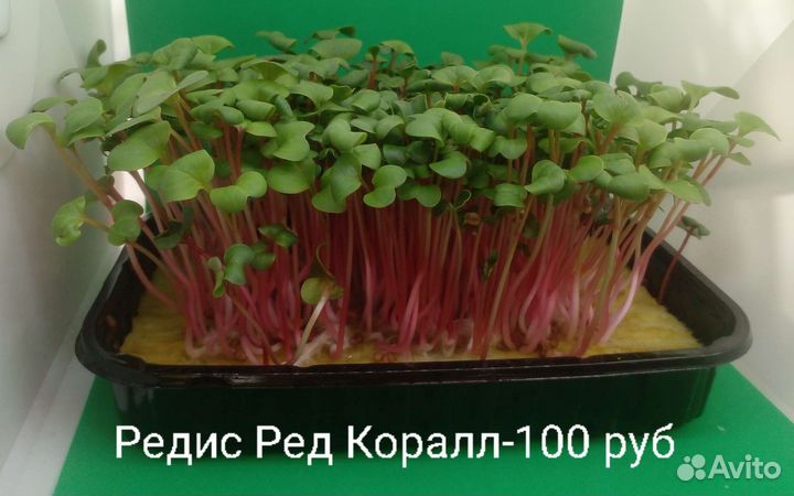 Микрозелень