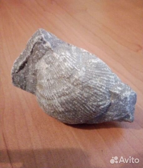 Окаменелость. Ракушка. Ископаемая древность